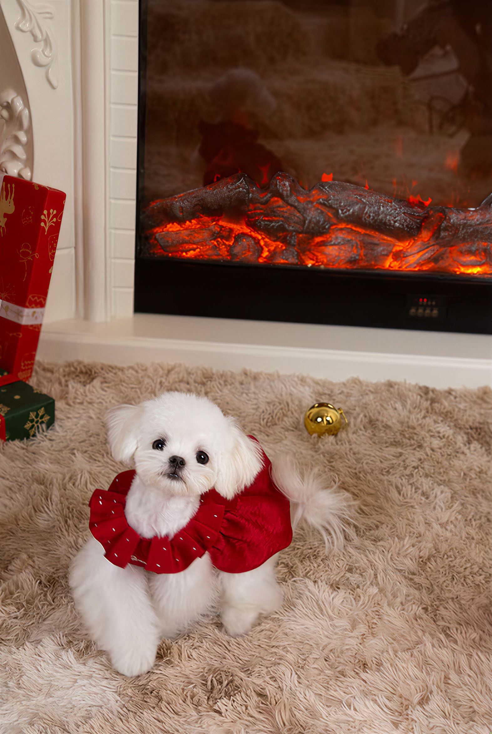 Small white dog wearing a red holiday bow tie sitting in front of a fireplace.